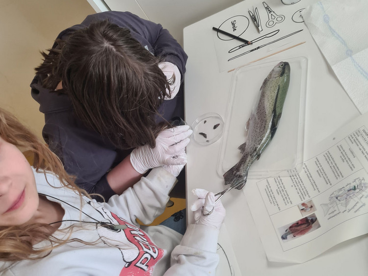 Mit Skalpell und Forschergeist – Forellenpräparation im BNT-Unterricht