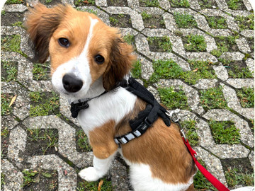 Braun-schwarz-weißer Hund schaut in die Kamera