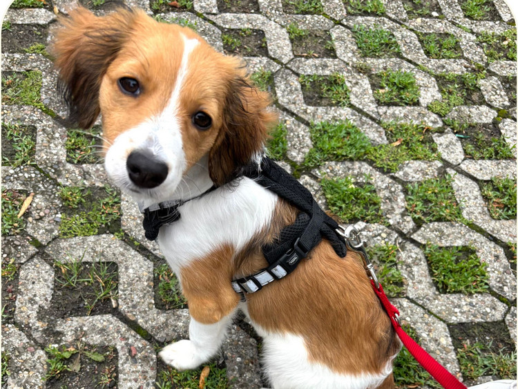 Braun-schwarz-weißer Hund schaut in die Kamera